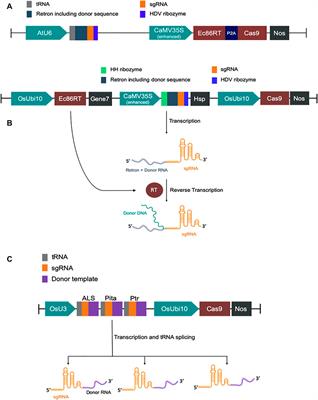 Predictable NHEJ Insertion and Assessment of HDR Editing Strategies in Plants